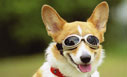 Doggles 